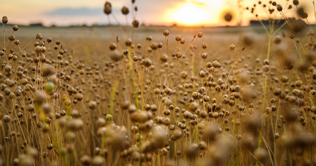 Ein Feld mit Flachspflanzen im Sonnenuntergang